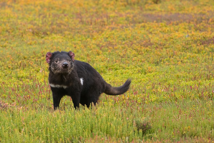 A black tasmanian devil looks to right standing in a field of grass.