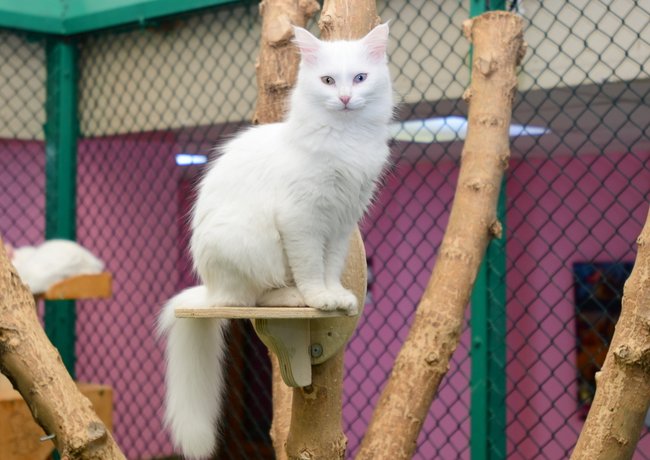 Scientists have launched a call for the WHO to recognise toxoplasmosis, a disease ccarried by cats.