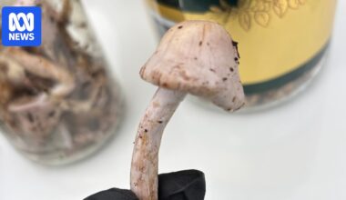 Lucky escape for Perth man allegedly caught with poisonous death cap mushrooms