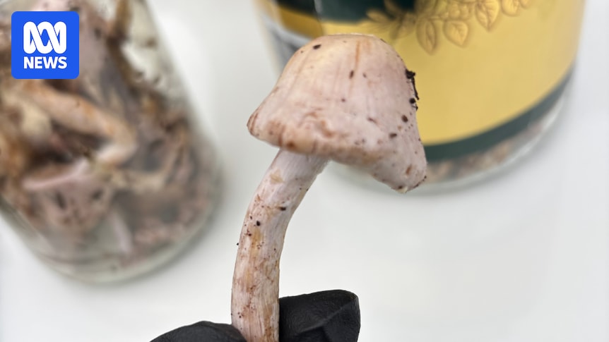 Lucky escape for Perth man allegedly caught with poisonous death cap mushrooms