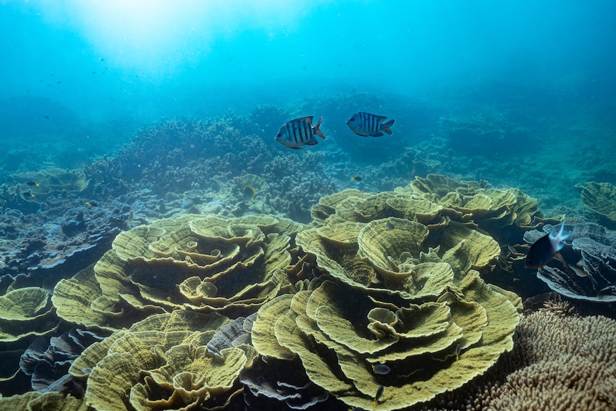 Underwater photo of coral.
