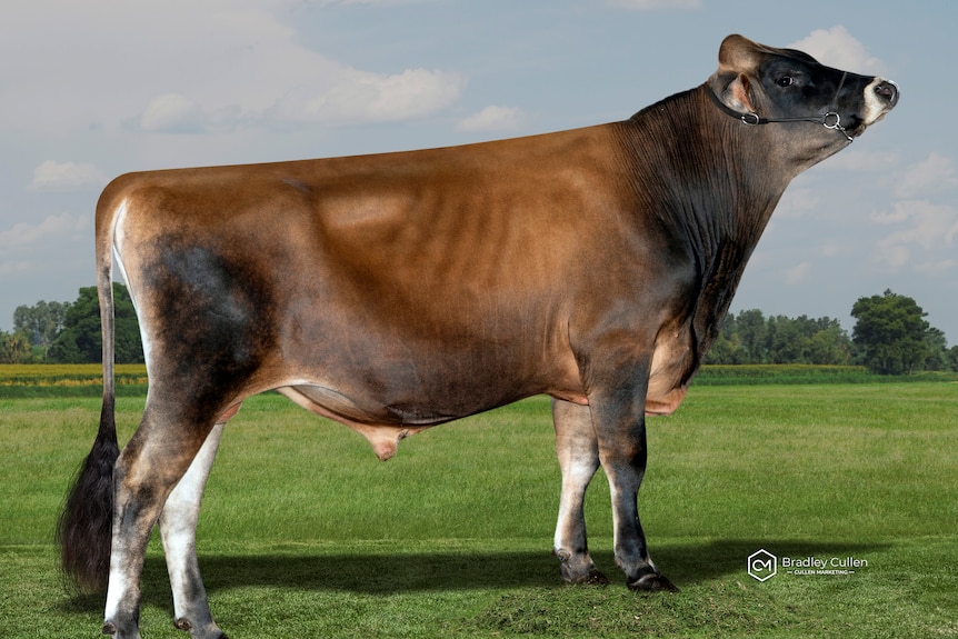 A jersey bull stands side on