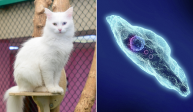 Urgent warning as disease carried by cats linked to blindness and pregnancy issues