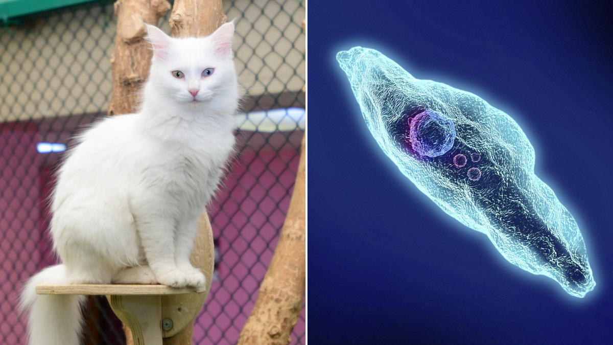 Urgent warning as disease carried by cats linked to blindness and pregnancy issues