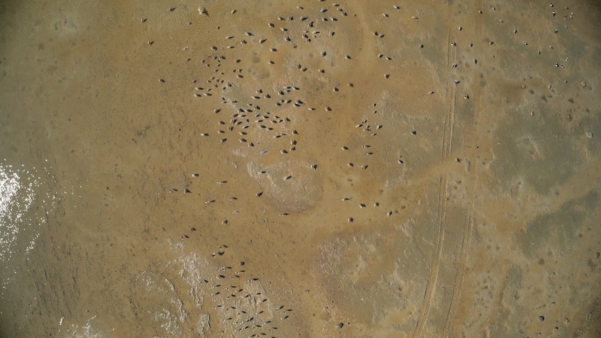 A drone image of Australian shorebirds.