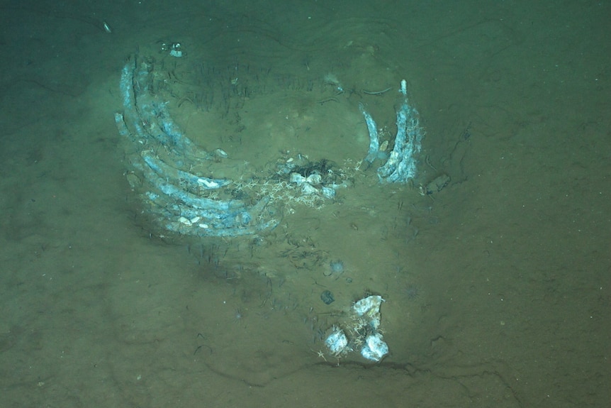 Splayed out ribs flat on a silty ocean floor with three chunky vertebrae a few metres away in bottom of picture.