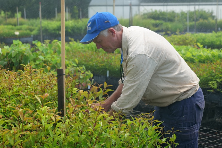 A man in outdoor workwear leans over a table of seedlings in a nursery, while sprinklers drop water from overhead.