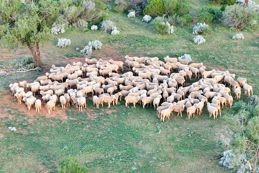 Taken from a drone in the sky, a photo of a mob of sheep on green ground