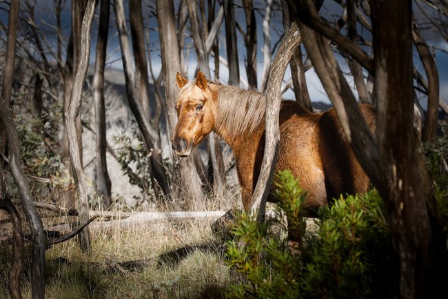 Nearly half a million feral horses are found in Australia, according to the ISC.