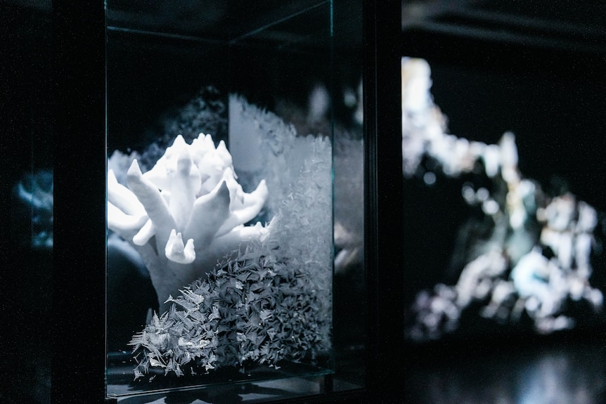 Coral in a box with ice on the glass