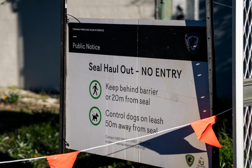 Neil the Seal, a juvenile elephant seal seen by a roadside in a suburban seaside neighbourhood.