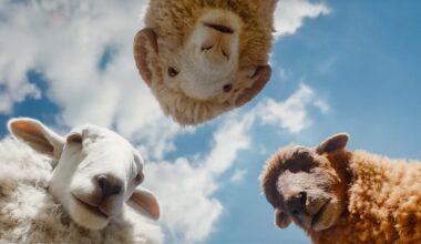 The Sheep Detectives: How the sheep were made VFX story