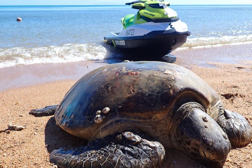 A large sea green turtle lies on sand on the shoreline with a jet ski in the water behind it