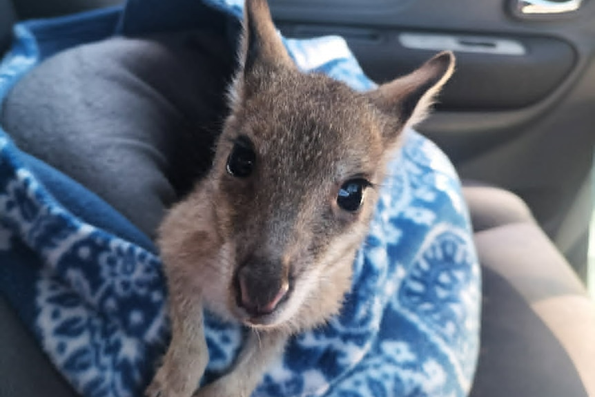 Wallaby sticking its head out of blue pouch on passenger seat of car.