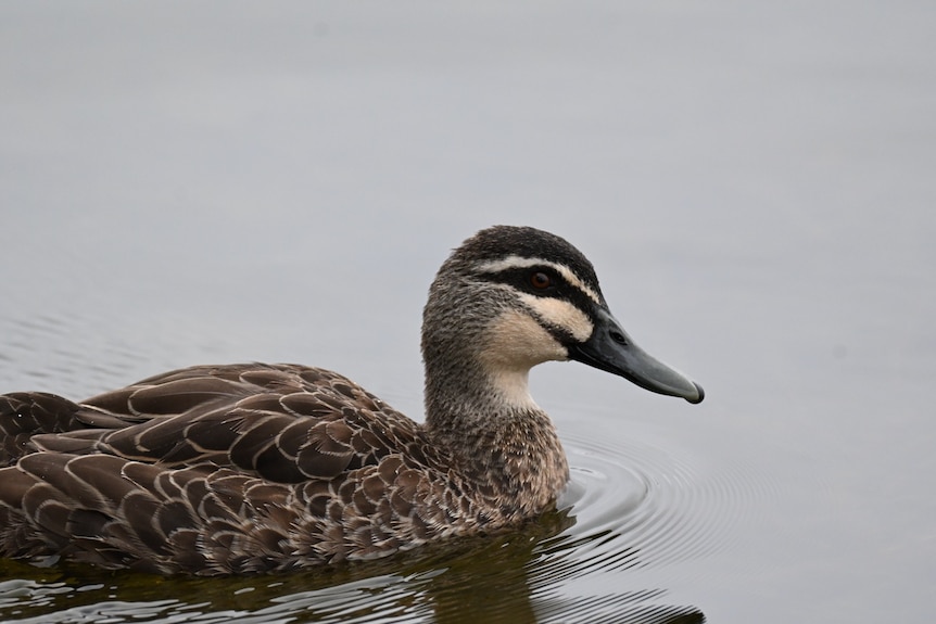 A dark-coloured duck with black stripes on its face on water.