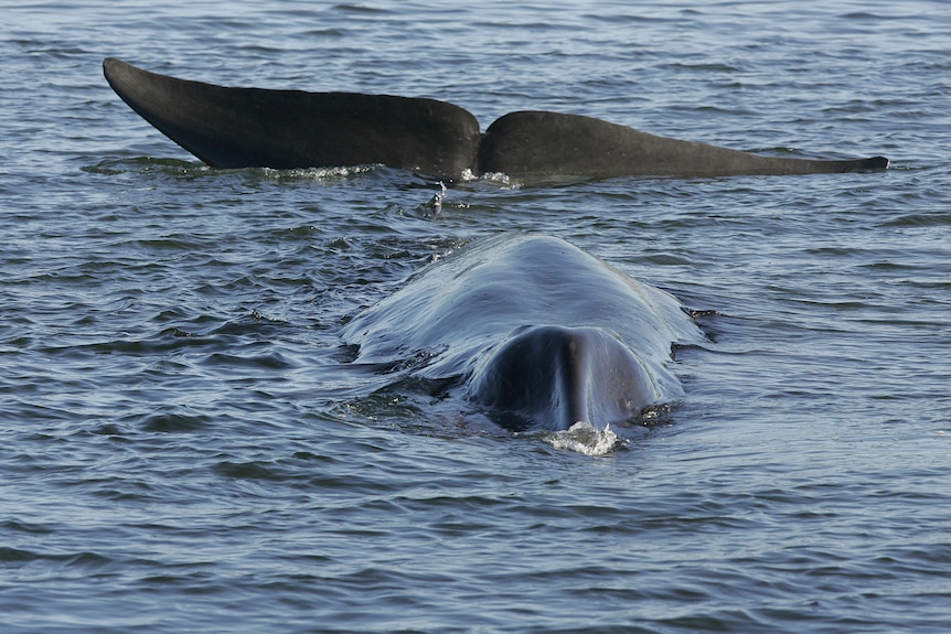 A fin whale in the sea. 