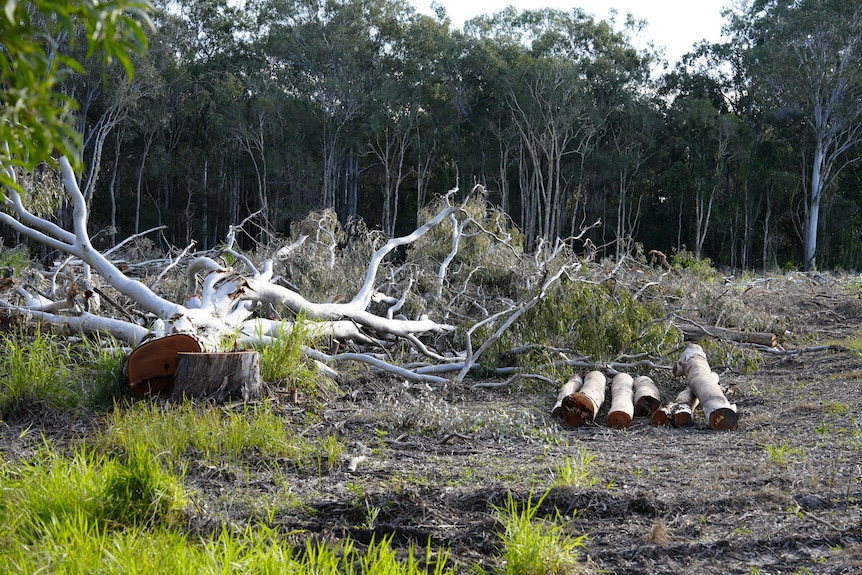 A felled gum tree lying in a cleared patch of land.
