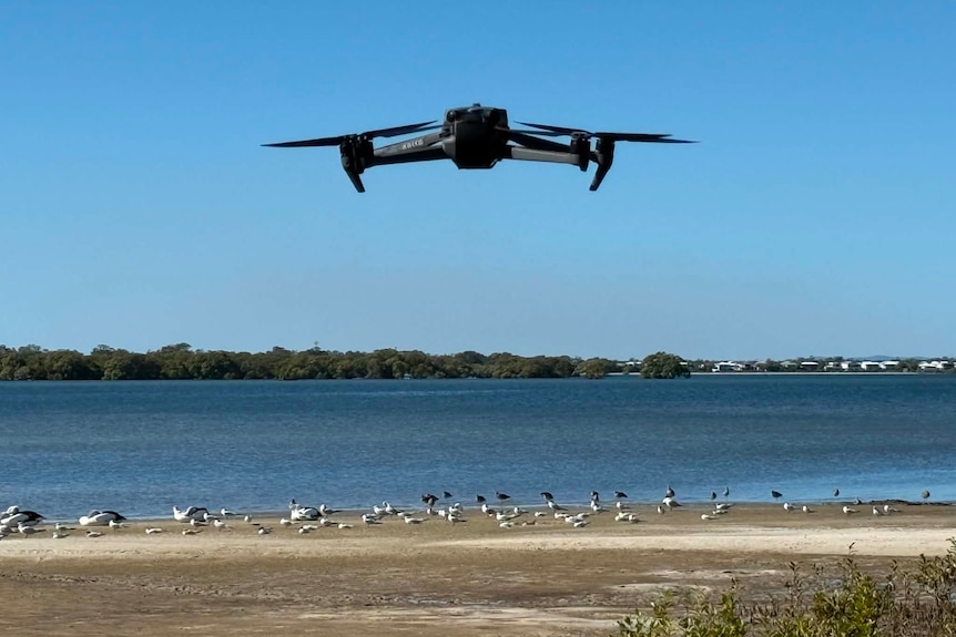 A drone flies near birds on the shoreline
