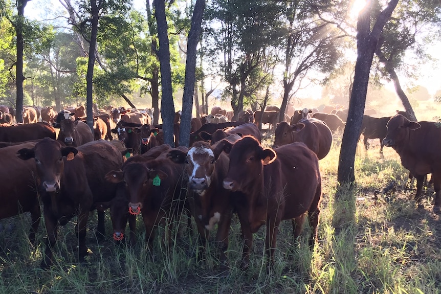 Wide shot of a herd of brown beef cattle standing under trees