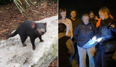 Missing Paradise Country Tasmanian devil Mary found alive on Gold Coast in unstable condition