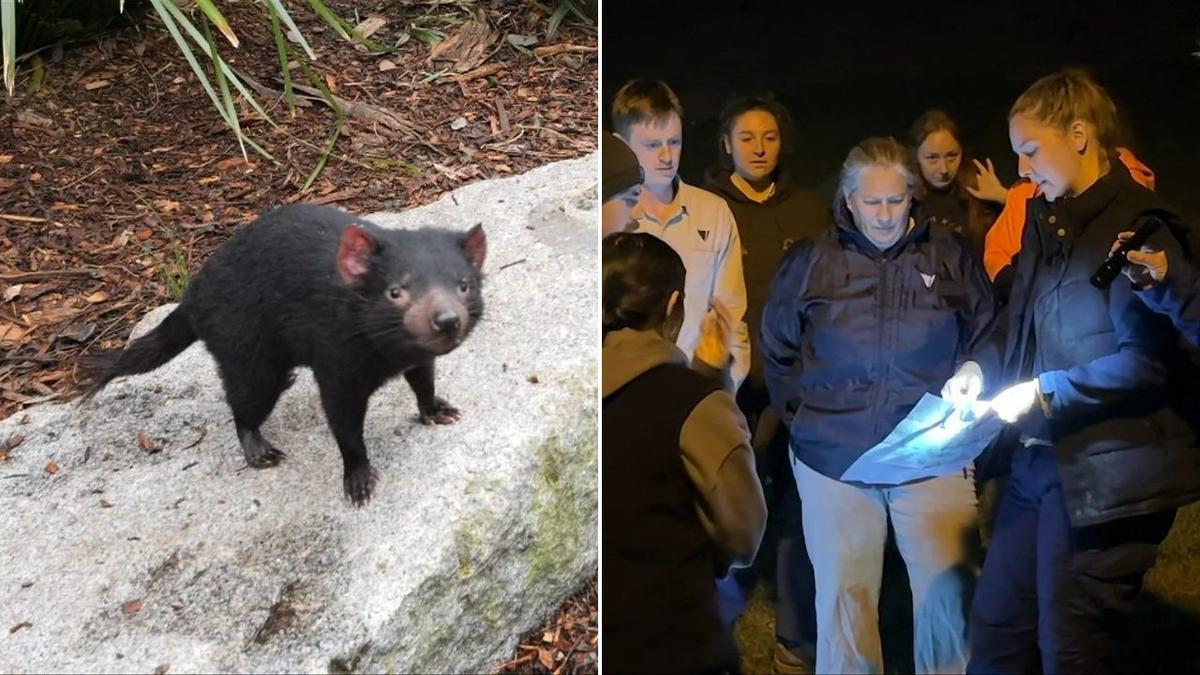 Missing Paradise Country Tasmanian devil Mary found alive on Gold Coast in unstable condition