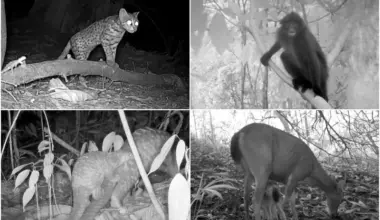 Animals caught on camera include (clockwise from top left) leopard cats, a Raffles' banded langur,  a sambar deer fawn and a Sunda pangolin.