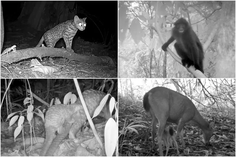 Animals caught on camera include (clockwise from top left) leopard cats, a Raffles' banded langur,  a sambar deer fawn and a Sunda pangolin.