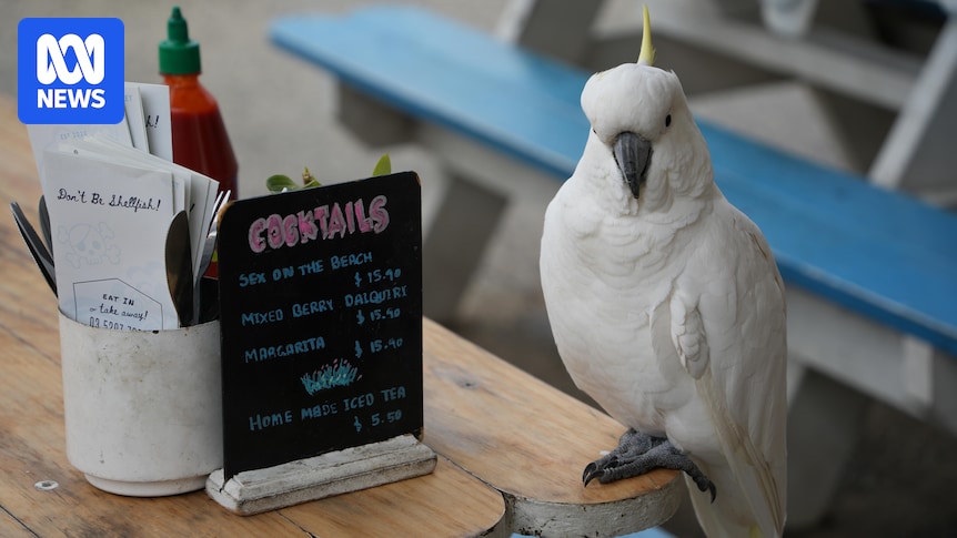 Lorne residents innovate to stop cockatoos from rubbishing tourist town