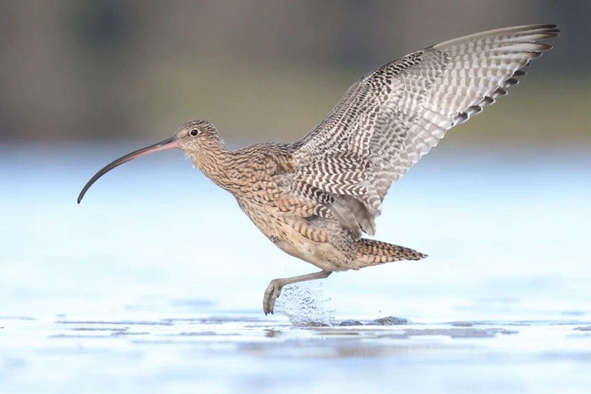 A bird with a long beak wading in shallow water near a beach.