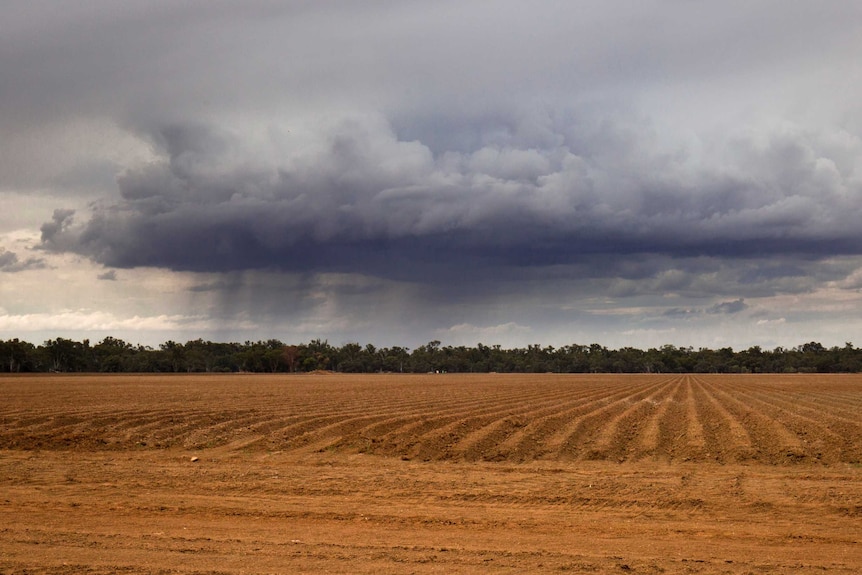 A storm looms over a paddock.