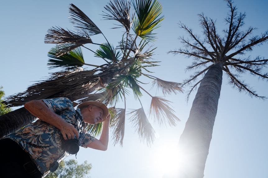 A man wearing a hat and holding a camera, looking into the distance as he stands underneath a flowering palm tree.