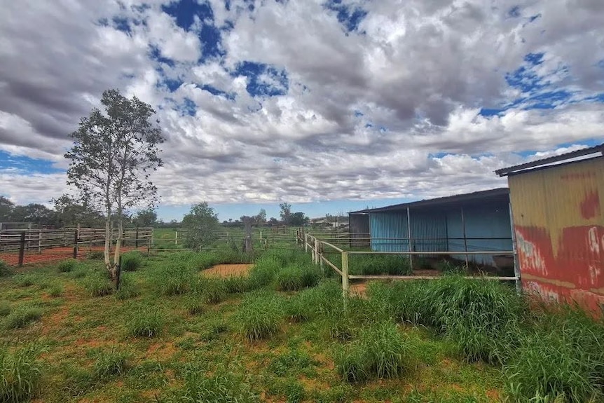 A red and green shed and a blue shed in the right corner of the frame which also shows green bush and fences under a cloudy sky