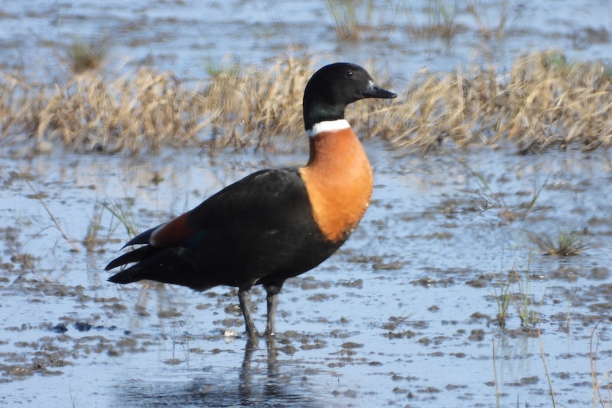 Black duck with white collar and tan breast wading in wetlands.