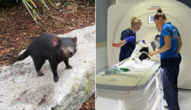 Mary the Tasmanian devil undergoes specialist treatment after going missing for weeks