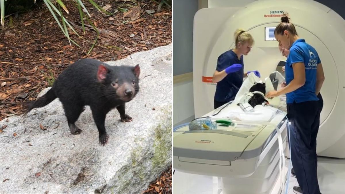 Mary the Tasmanian devil undergoes specialist treatment after going missing for weeks