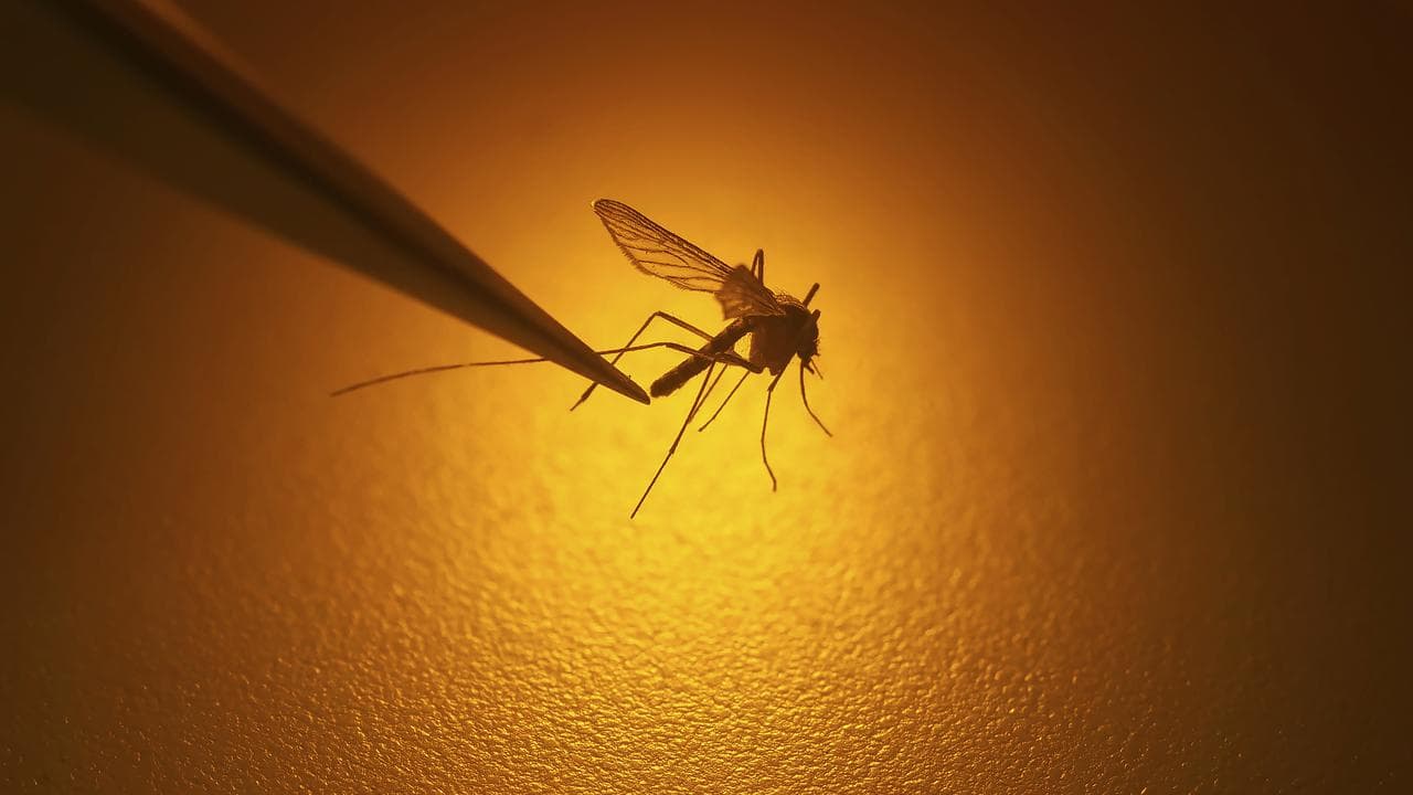 Examination of a mosquito (file)