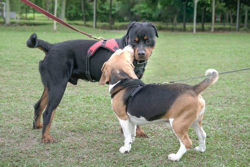Two dogs on a lead greeting each other in a park, one is large and black and the other is brown.