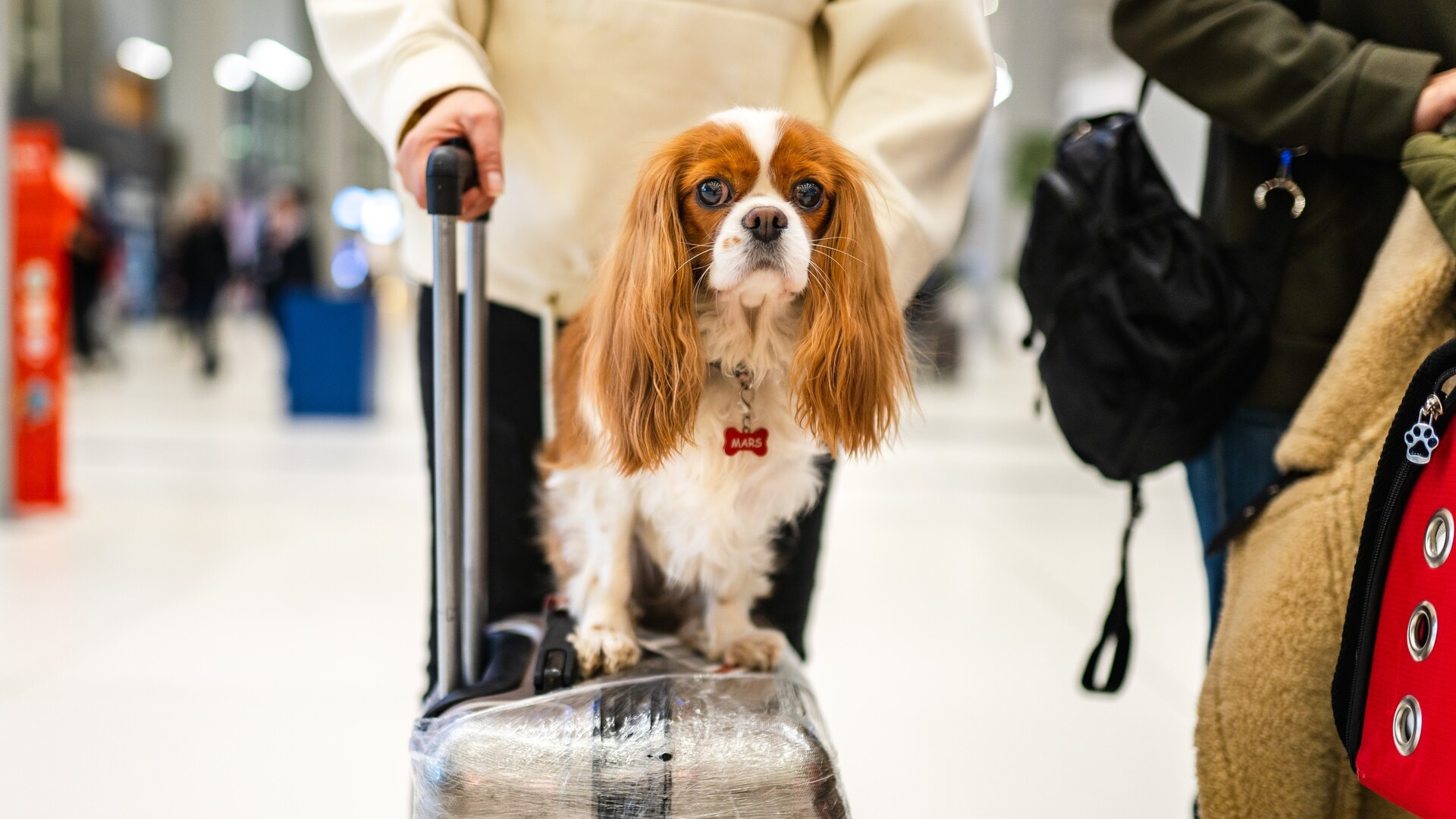 ‘Wishful thinking’: Virgin Australia faces backlash over rule to leave pets behind in emergencies