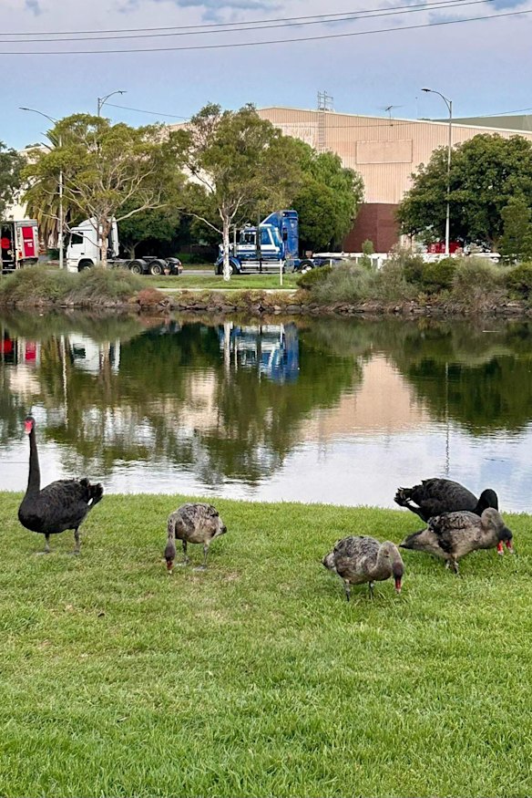 The family of five swans on March 11, before three died.
