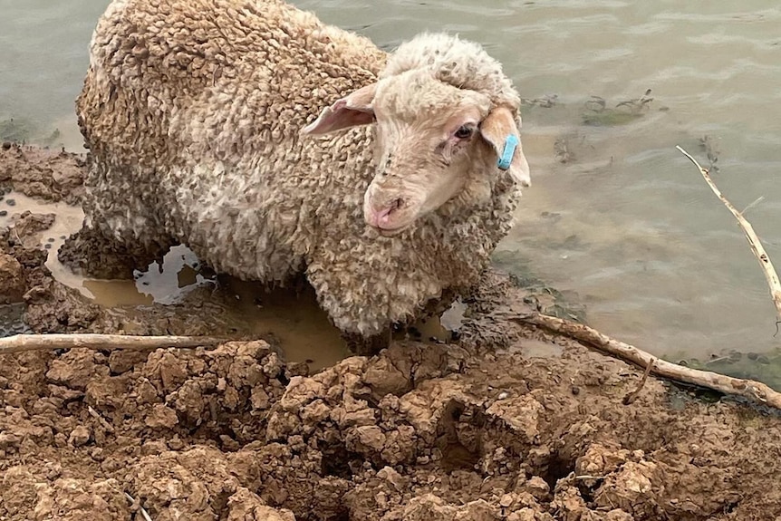 A small sheep up to its knees in dirty water and mud