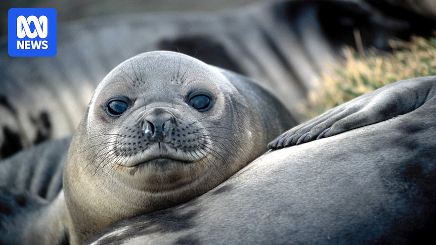 Bird flu kills thousands of baby seals on Heard Island in Southern Ocean