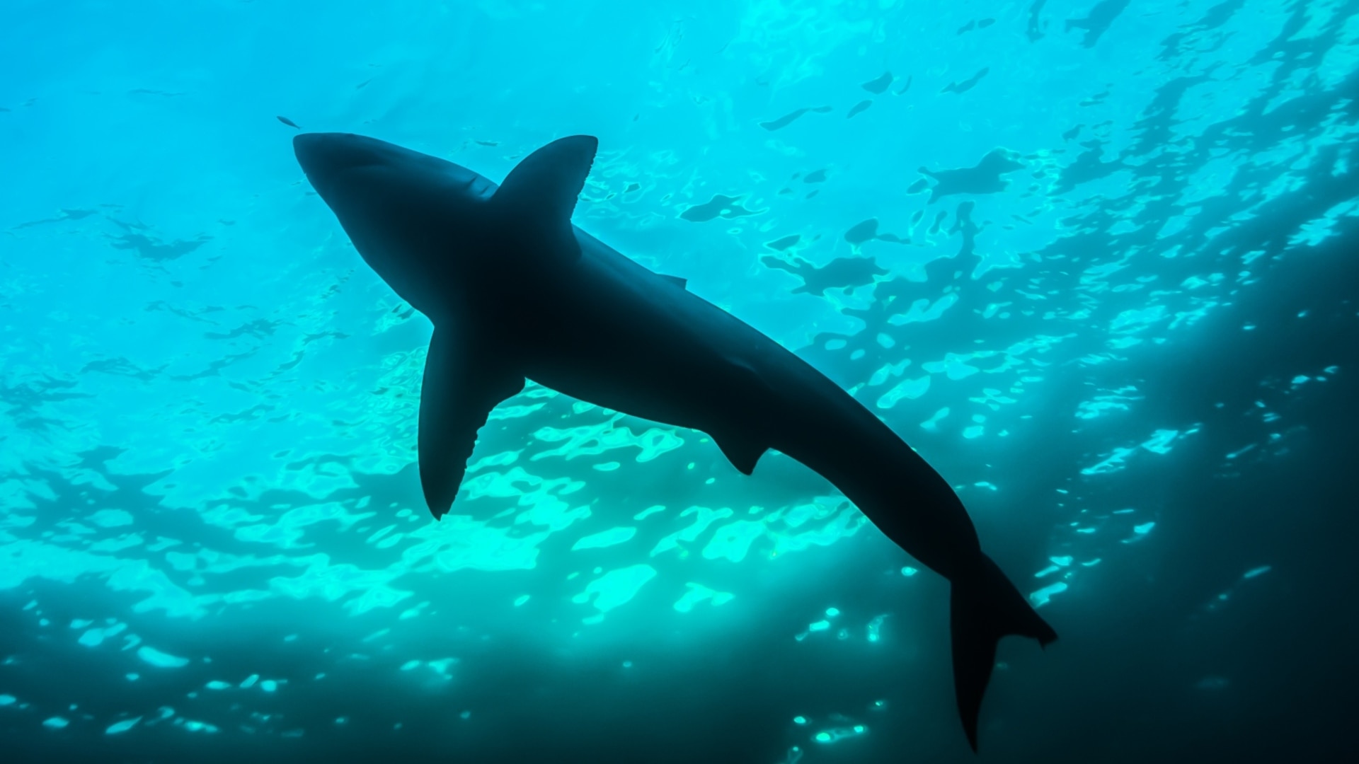 Shark spotted off Bondi Beach for the third consecutive day