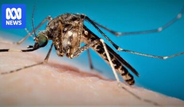 Traveller dies after contracting Murray Valley Encephalitis in WA