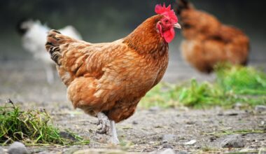 Environment Minister Murray Watt says poultry industry and Australia's economy would suffer greatly if H5 bird flu spreads