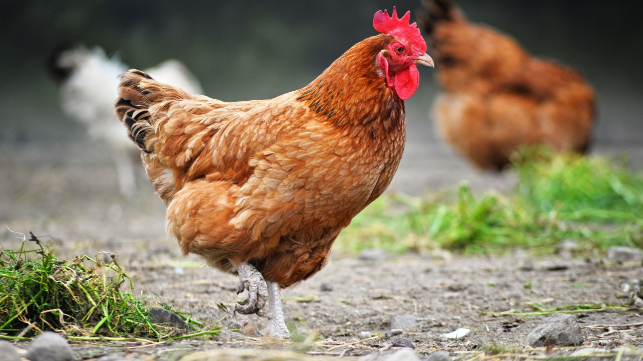 Environment Minister Murray Watt says poultry industry and Australia's economy would suffer greatly if H5 bird flu spreads