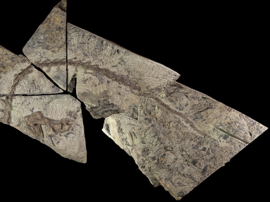 Fossil within a rock.