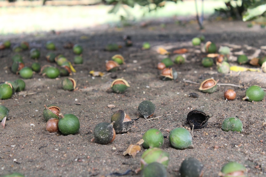 Macadamias fallen on the ground.