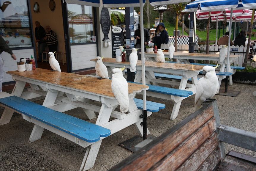 About 10 white cockatoos sit on wooden table tops and seats outside a cafe.