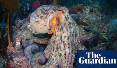 Octopus surge spreads up UK coast as far as Scotland, study finds | Marine life