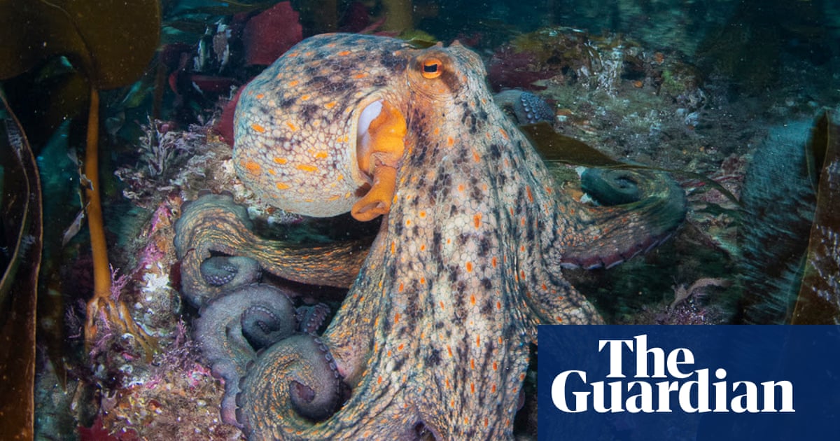 Octopus surge spreads up UK coast as far as Scotland, study finds | Marine life
